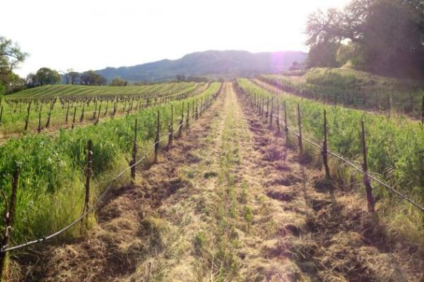 Napa and Sonoma Valley